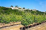 Menerbes and vines, Luberon, Provence, France, Europe