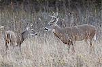 Two white-tailed deer (whitetail deer) (Virginia deer) (Odocoileus virginianus) bucks, Custer State Park, South Dakota, United States of America, North America