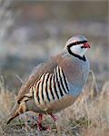 Chukar (Alectoris chukar), Antelope Island State Park, Utah, United States of America, North America