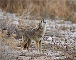 Coyote (Canis latrans) howling, Antelope Island State Park, Utah, United States of America, North America