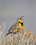 Western Meadowlark (Sturnella neglecta), Antelope Island State Park, Utah, United States of America, North America