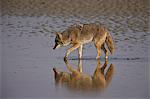 Coyote (Canis latrans), Antelope Island State Park, Utah, United States of America, North America