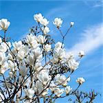 Flowers of magnolia