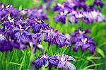 Flower close-up