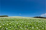 Flower garden and sky