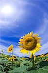 Sunflower field