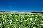 Flower garden and sky