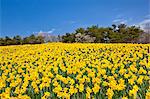 Flower garden and sky