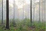 Beech Forest in Morning Mist, Spring, Spessart, Bavaria, Germany, Europe