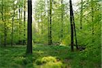 Beech Forest in Spring, Spessart, Bavaria, Germany, Europe