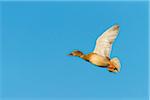 Mallard (Anas platyrhynchos), Female, flying against blue sky, Hesse, Germany, Europe
