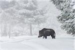 Wild boar (Sus scrofa), Tusker, in winter, Spessart, Bavaria, Germany, Europe