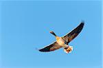 Greylag goose (Anser anser), flying against blue sky, Hesse, Germany, Europe