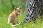 Young Red Fox, Vulpes vulpes, Hesse, Germany, Europe