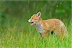 Young Red Fox, Vulpes vulpes, Hesse, Germany, Europe