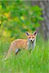 Young Red Fox, Vulpes vulpes, Hesse, Germany, Europe