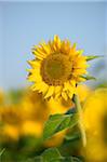 Close-up of a sunflower (Helianthus annuus) blossom in a field in autumn, Upper Palatinate, Bavaria, Germany