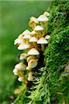 Close-up of Honey fungus (Armillaria mellea) in a forest in autumn, Upper Palatinate, Bavaria, Germany