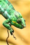 Close-up of a panther chameleon (Furcifer pardalis) in a terrarium, Bavaria, Germany