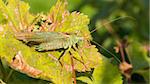 Green grasshoper sitting on the leaf in a garden