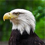 A portrait of bald eagle looking left in the woods.