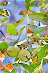 ripe walnut on tree in autumn time