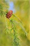 Close up cone on pine in forest