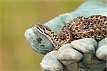 beautiful meadow viper, the elusive Vipera ursinii rakosiensis, wild specimen; you can see a venom drop on the glove