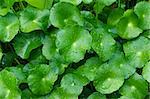 Fresh green leaves in the forest.