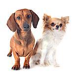 dachshund dog  and chihuahua in front of white background