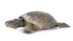 European pond turtle in front of white background