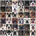 composite picture of group of purebred dogs