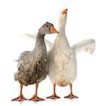 young gooses in front of white background