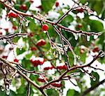 Icicles on apple tree in snowy autumn weather