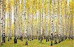 Autumn birches