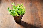 Oregano in a clay pot on wooden background.