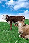 cattle feeding on the green grass of county Kerry Ireland on the wild atlantic way