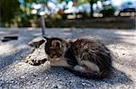 Kitten sitting on the ground and resting.