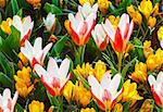 Beautiful yellow crocuses and white-red tulips (macro) in the spring time. Nature background.