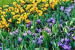 Beautiful purple and yellow crocuses (macro) in the spring time. Nature background.