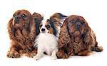 three dogs  in front of white background