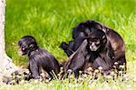A group of spider monkeys on the ground