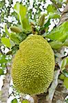 Jackfruit is a tropical fruit ripening on the tree.