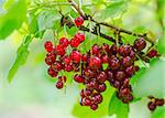 Bunch of red currant berry on the bush.