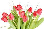 Bouquet of Eleven Spring Magenta Tulips with Green Grass and Water Drops isolated on White background