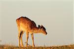 fallow deer calf ( Dama ) in beautiful sunset light