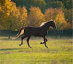 beautiful brown horse standing in a field