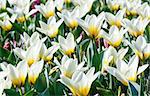 Beautiful white-yellow tulips close-up (nature spring background).