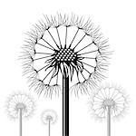 illustration  with dandelions siltouettes  on white background