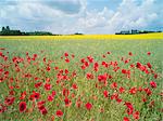 Red corn poppies in field